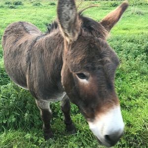 Meet your Posher, Blake